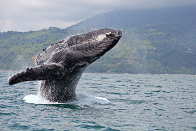 Observación de Ballenas