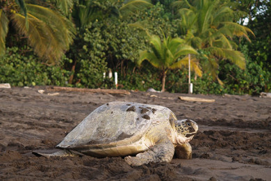 Tortuguero - Día 2