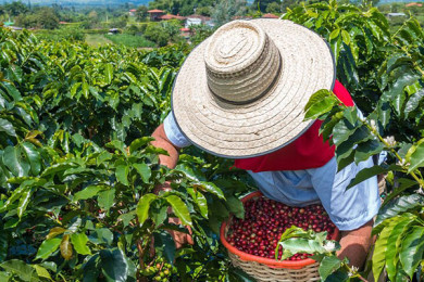 Visita Hacienda Cafetera