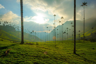 Valle del Cocora