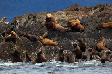 Reserva Islas Ballestas