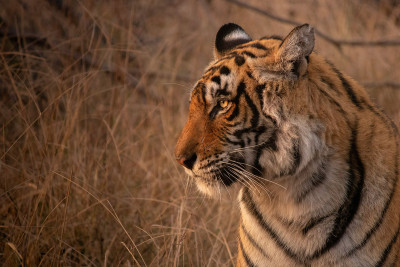Ranthambore - Día 2