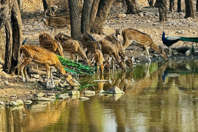 Ranthambore - Día 1