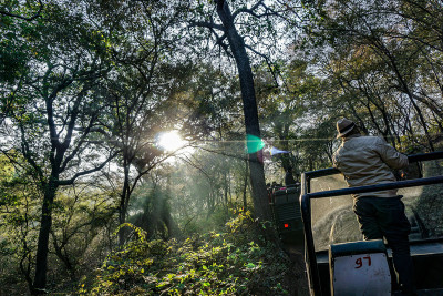 Safari en Ranthambore