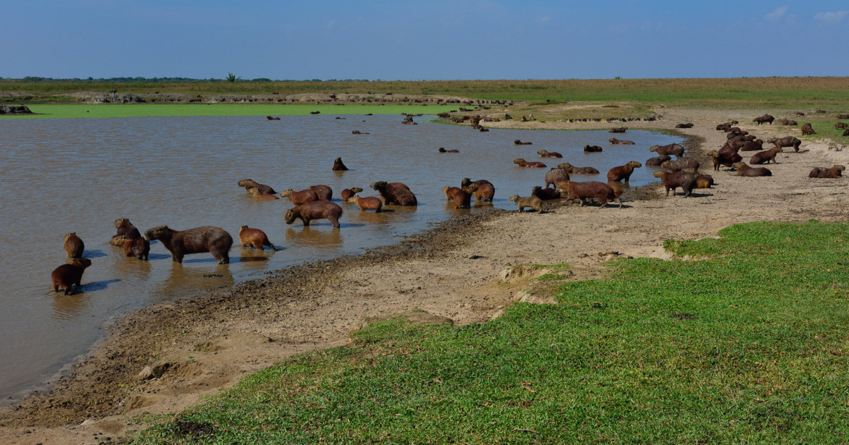 casanare, safari, animales, llanura