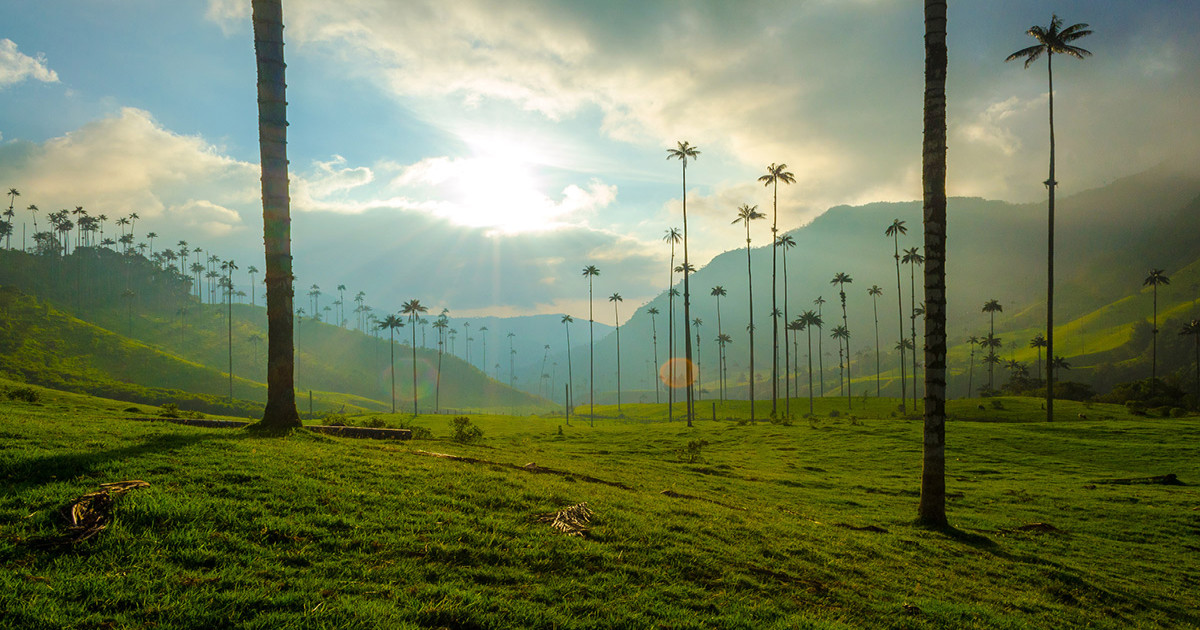 eje cafetero, valle de cocora