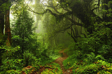 Caminata Reserva Monteverde