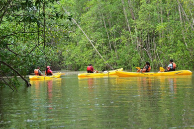 Kayak en los manglares de Manuel Antonio