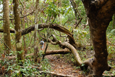 Caminata al Parque Nacional Corcovado