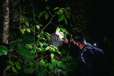 Paseo nocturno por la selva